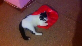 Кот против пакета - смотреть видео (0:44)