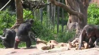 Волнительная атака зверушек - смотреть видео (1:38)