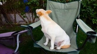 Собачий спецсигнал - смотреть видео (0:52)