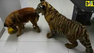 Множество приколов с животными - смотреть видео (13:37)