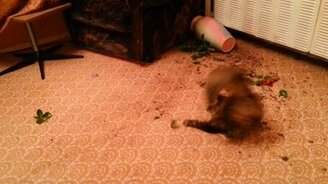 А я уронила цветок, а я сошла с ума! - смотреть видео (0:08)