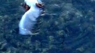 Чайка против осьминога - смотреть видео (0:47)