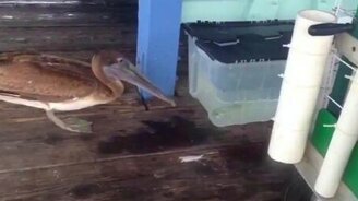 Пеликан пытается поймать рыбку - смотреть видео (0:31)