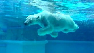 Белый мишка в зоопарке - смотреть видео (0:39)