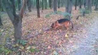 Суровая палочка для овчарки - смотреть видео (1:17)