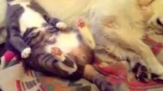 Собака - подушка для кота - смотреть видео (0:12)