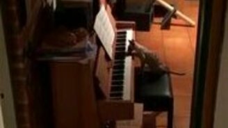 Котяра-пианист - смотреть видео (1:53)