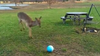 Оленёнок играет с мячом - смотреть видео (0:23)