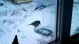 Подкармливаем зимой синичек - смотреть видео (1:58)