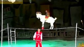 Невероятный трюк с козой на арене - смотреть видео (2:29)