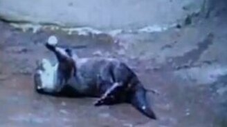 Талантливая выдра - смотреть видео (1:06)