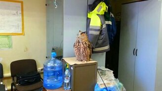 Домашний филин и дикая синичка - смотреть видео (1:31)