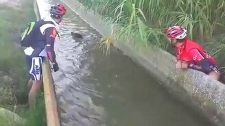 Добрые велосипедисты спасают кабана - смотреть видео (0:36)