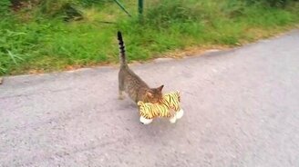 Это мой тигр - и точка! - смотреть видео (0:34)