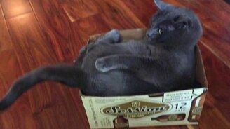 Котяра против своего хвоста - смотреть видео (0:31)