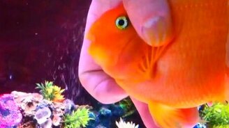 Рыбка, которая любит ласку - смотреть видео (2:35)