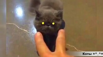 Много прикольных котов и кошек - смотреть видео (8:02)