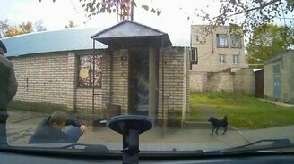 Собаки сбивают с ног парня - смотреть видео (0:09)