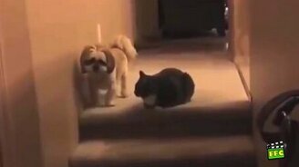 Вреднючие коты - смотреть видео (6:06)