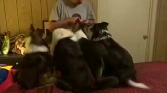 Собака-хитрюга - смотреть видео (1:18)