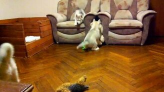 Хасята веселятся - смотреть видео (2:59)