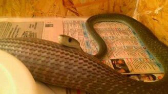 Змея после плотного ужина - смотреть видео (0:25)