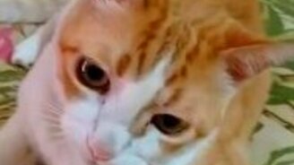 Котяка-подпевака - смотреть видео (0:16)