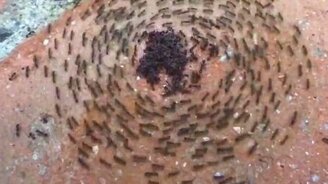 Тёмный муравьеворот - смотреть видео (0:49)