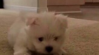 Смешной и милый белоснежный щенок - смотреть видео (0:24)
