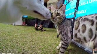 Кот-проверяльщик на выставке собак - смотреть видео (2:03)