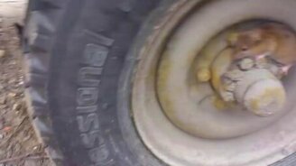 Хитрая мышка против кошки - смотреть видео (1:25)