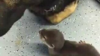 Выдра против овчарки - смотреть видео (0:15)