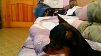 Собака, голос! - Мяу! - смотреть видео (0:21)