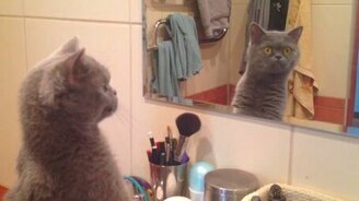 Кот смотрит на своё отражение - смотреть видео (1:47)