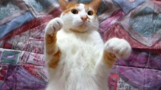 Дрессировка кота на замирание - смотреть видео (0:55)