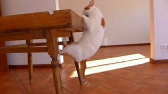 Несдающийся котяра - смотреть видео (0:50)