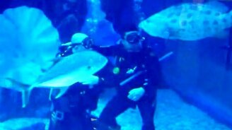 Аквалангисты и рыба - смотреть видео (0:45)