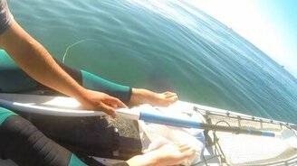 Акула напугала каякеров - смотреть видео (5:43)