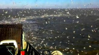 Множество чаек - смотреть видео (0:33)