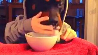 Завтрак голодного пса с руками - смотреть видео (0:15)