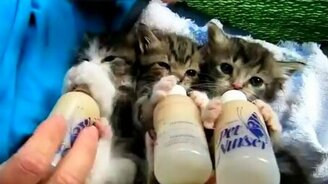 Кошачье маленькое трио - смотреть видео (0:36)