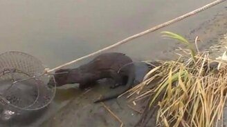 Не твой это улов! - смотреть видео (1:29)