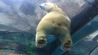 Наблюдение за белым медведем - смотреть видео (0:36)