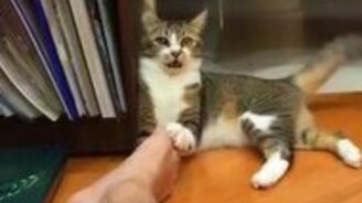 Хозяин, тебе бы ноги помыть! - смотреть видео (0:12)