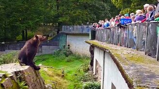 Кидайте еду точно в пасть! - смотреть видео (1:53)