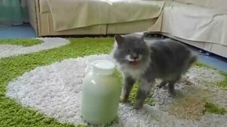 Кошка открывает банку молока - смотреть видео (0:31)