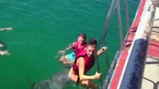 Дельфину понравилась девушка - смотреть видео (0:17)