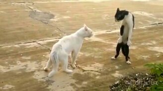 Много-много смешных и трогаетльных котиков - смотреть видео (16:45)