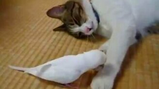 Попугай пробуждает ото сна кота - смотреть видео (1:45)