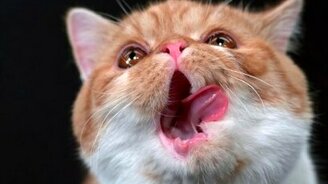 Кошки и коты отряхиваются - смотреть видео (1:45)